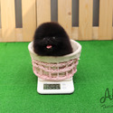 Mini Teacup Pomeranian Puppies For Sale - Oreo - a Pomeranian puppy