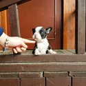 Micro Teacup French Puppies For Sale - Megan - a French Bulldog puppy
