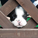 Micro Teacup French Puppies For Sale - Megan - a French Bulldog puppy