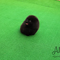 Micro Teacup Pomeranian Puppies For Sale - Oreo - a Pomeranian puppy