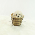Teacup Poodle Puppies For Sale - Tiffany - a Poodle puppy