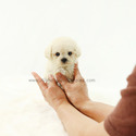 Teacup Poodle Puppies For Sale - Tiffany - a Poodle puppy