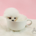 Teacup Pomeranian Puppies For Sale - Marshmallow - a Pomeranian puppy
