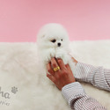 Teacup Pomeranian Puppies For Sale - Marshmallow - a Pomeranian puppy