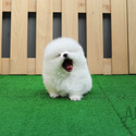Teacup Pomeranian Puppies For Sale - Marshmallow - a Pomeranian puppy