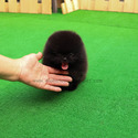 Micro Teacup Pomeranian Puppies For Sale - Oreo - a Pomeranian puppy
