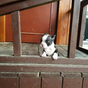 Micro Teacup French Puppies For Sale - Megan - a French Bulldog puppy