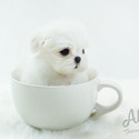 Micro Teacup French Puppies For Sale - Chou - a Maltese puppy