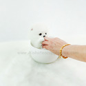Mini Teddy Bear Pomeranian Puppies For Sale - Marshmallow - a Pomeranian puppy
