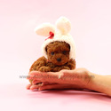Mini Teddy Bear Poodle Puppies For Sale - Cookie - a Poodle puppy