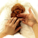 Mini Teddy Bear Poodle Puppies For Sale - Cookie - a Poodle puppy