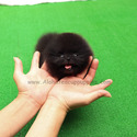 Mini Teddy Bear Pomeranian Puppies For Sale - Oreo - a Pomeranian puppy