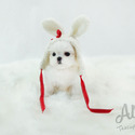 Mini Teddy Bear Maltese Puppies For Sale - Chou - a Maltese puppy