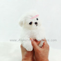 Mini Teddy Bear Maltese Puppies For Sale - Chou - a Maltese puppy