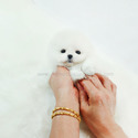 Micro Teacup Pomeranian Puppies For Sale - Marshmallow - a Pomeranian puppy