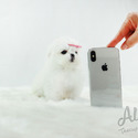Micro Teacup Maltese Puppies For Sale - Chou - a Maltese puppy