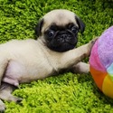Micro Teacup Pug Puppies For Sale - Ziggy - a Pug puppy