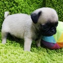 Micro Teacup Pug Puppies For Sale - Ziggy - a Pug puppy