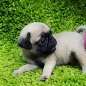 Micro Teacup Pug Puppies For Sale - Ziggy - a Pug puppy