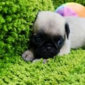 Micro Teacup Pug Puppies For Sale - Ziggy - a Pug puppy