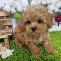 Micro Teacup Maltipoo Puppies For Sale - a Malti Poo puppy