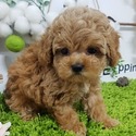 Micro Teacup Maltipoo Puppies For Sale - a Malti Poo puppy