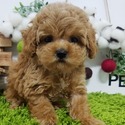 Micro Teacup Maltipoo Puppies For Sale - a Malti Poo puppy