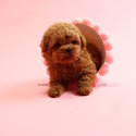 Micro Teacup Poodle Puppies For Sale, Macaron - a Poodle puppy