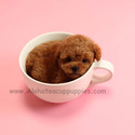 Micro Teacup Poodle Puppies For Sale, Macaron - a Poodle puppy