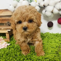 Micro Teacup Maltipoo Puppies For Sale, Boo - a Malti Poo puppy