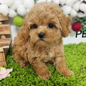 Micro Teacup Maltipoo Puppies For Sale, Boo - a Malti Poo puppy