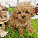 Micro Teacup Maltipoo Puppies For Sale, Boo - a Malti Poo puppy