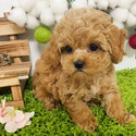 Micro Teacup Maltipoo Puppies For Sale, Boo - a Malti Poo puppy