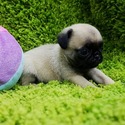 Micro Teacup Pug Puppies For Sale, Ziggy - a Pug puppy