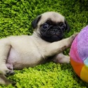 Micro Teacup Pug Puppies For Sale, Ziggy - a Pug puppy