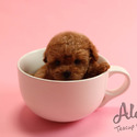 Micro Teacup Poodle Puppies For Sale - Macaron - a Poodle puppy