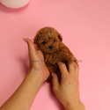 Mini Teacup Poodle Puppies For Sale - Macaron - a Poodle puppy