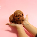 Mini Teacup Poodle Puppies For Sale - Macaron - a Poodle puppy