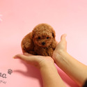 Mini Teacup Poodle Puppies For Sale - Macaron - a Poodle puppy