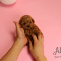 Mini Teacup Poodle Puppies For Sale - Macaron - a Poodle puppy