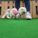 Mini Teacup Pomeranian Puppies For Sale, Marshmallow - a Pomeranian puppy
