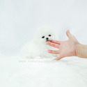 Mini Teacup Pomeranian Puppies For Sale, Marshmallow - a Pomeranian puppy