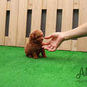 Mini Teacup Poodle Puppies For Sale - Macaron - a Poodle puppy
