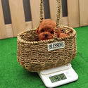 Mini Teacup Poodle Puppies For Sale - Macaron - a Poodle puppy