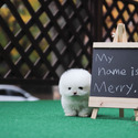 Mini Teacup Pomeranian Puppies For Sale- Merry - a Pomeranian puppy