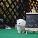 Mini Teacup Pomeranian Puppies For Sale- Merry - a Pomeranian puppy