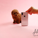 Micro Teacup Poodle Puppies For Sale - Macaron - a Poodle puppy