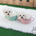 Micro Teacup Bichon Puppies For Sale - Mango&Tango - a Boston Terrier puppy