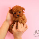 Micro Teacup Poodle Puppies For Sale - Tiara - a Poodle puppy