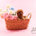 Micro Teacup Poodle Puppies For Sale - Tiara - a Poodle puppy